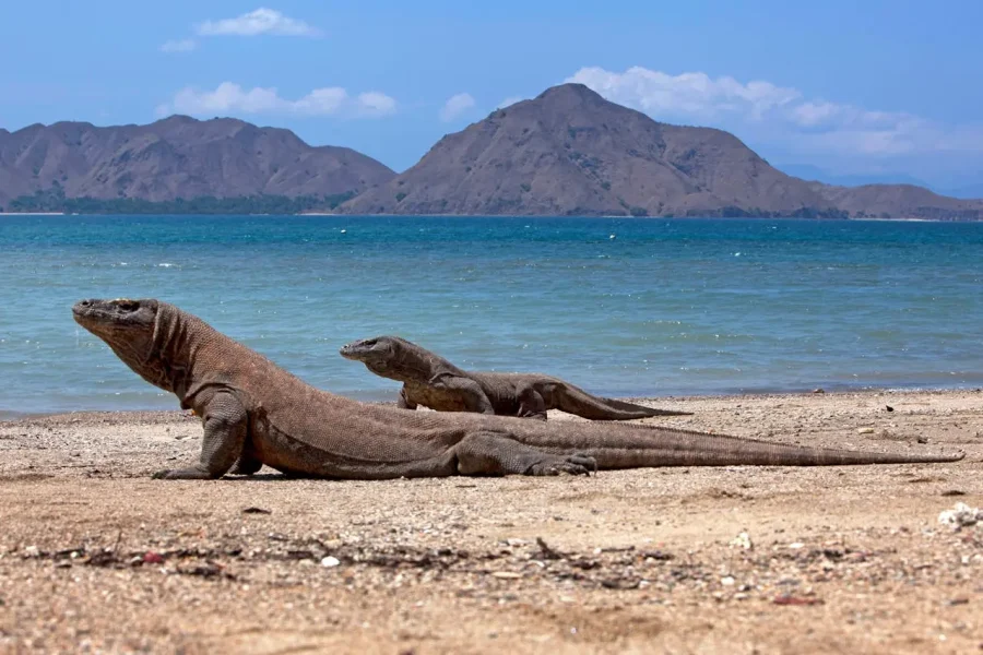 Paket Tour Labuan Bajo 3 Hari 2 Malam dengan Sailing Komodo